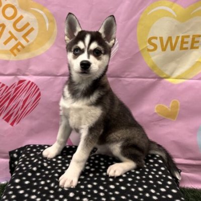 Pets for Free Adoption Test 756