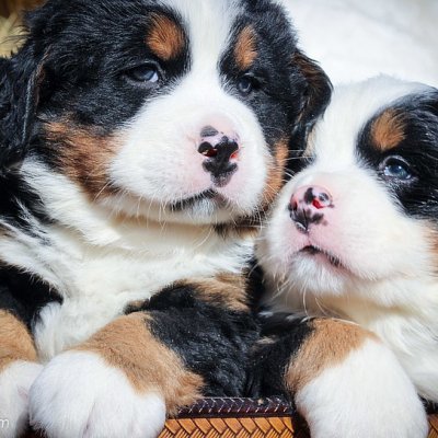 ألعاب تجربة 5367