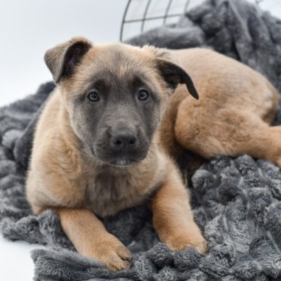 أكاي تجربة 198