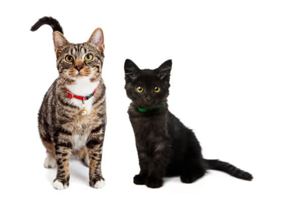 Home Accessories Test 4979 - image 1