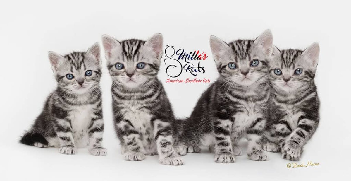 Home Accessories Test 1299 - image 2