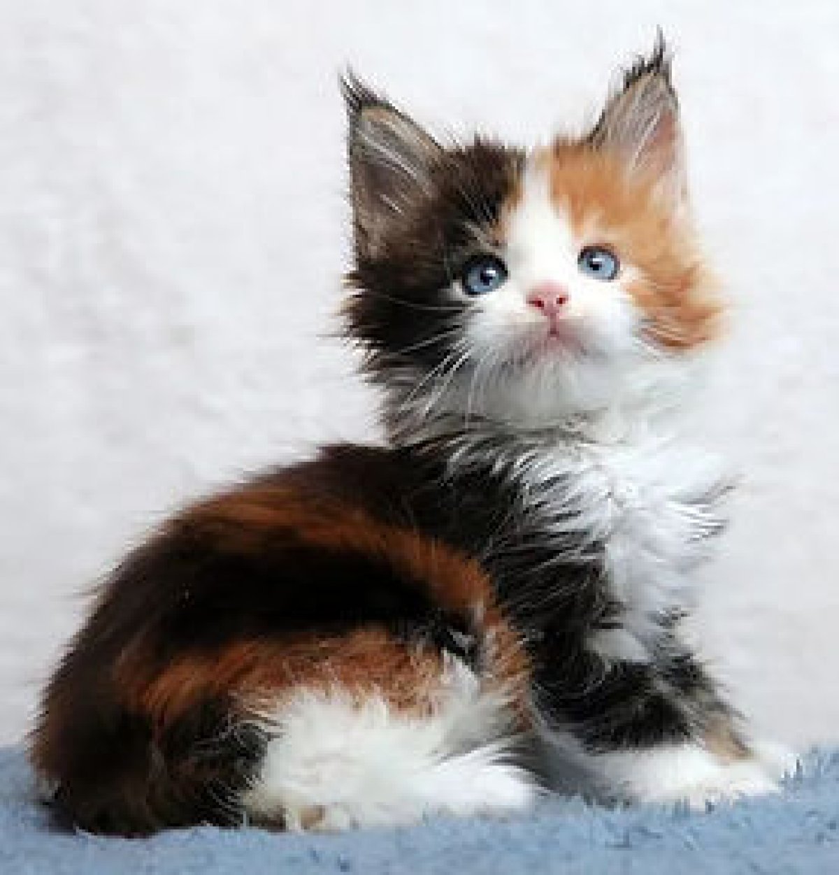 Digital Test 1279 - image 1