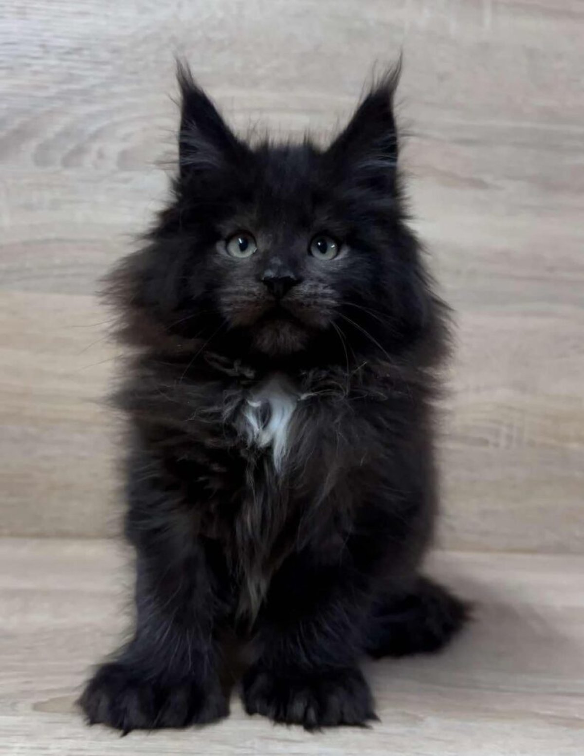 الأدوات المكتبية تجربة 3113 - image 4