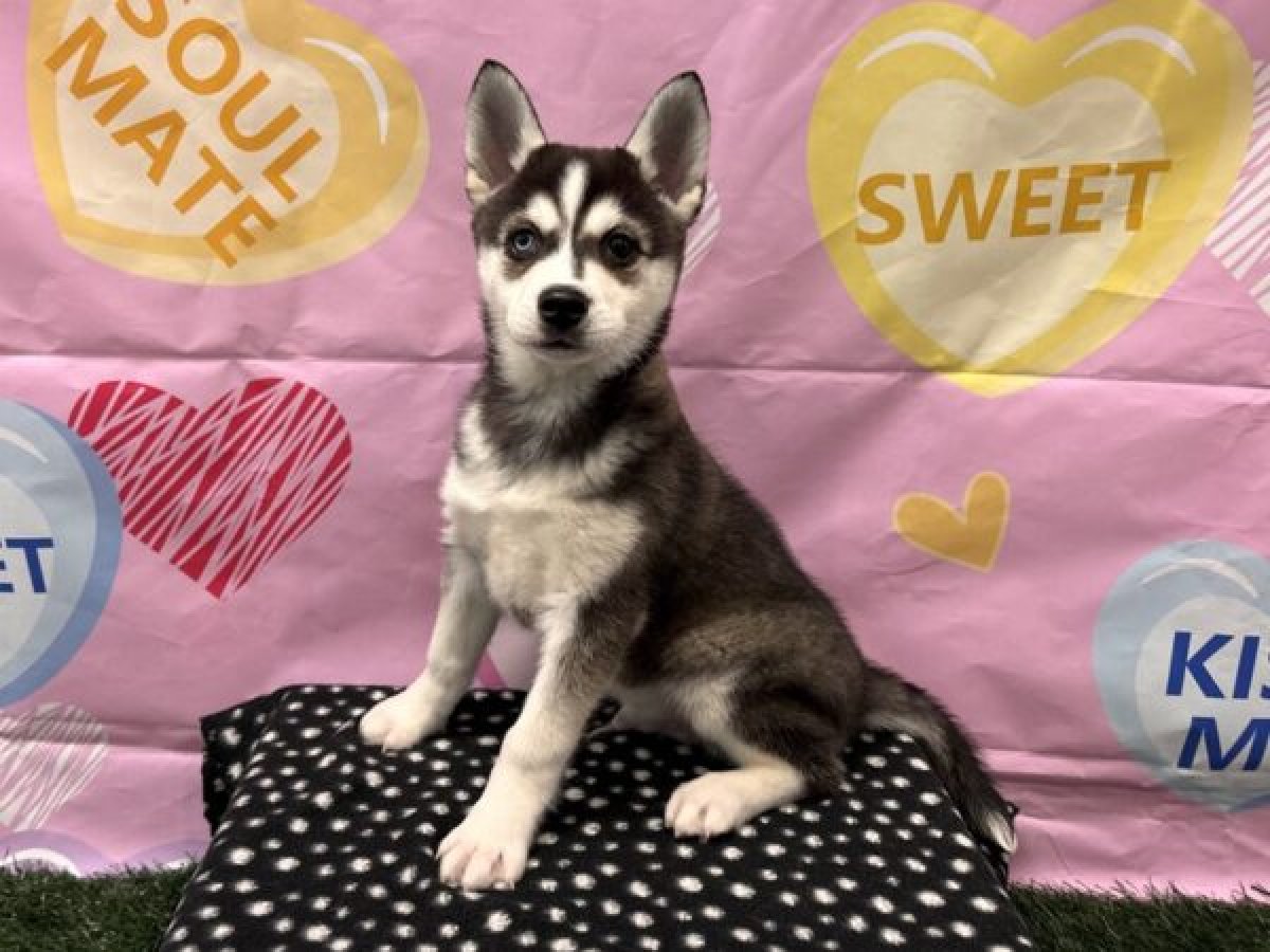 Pets for Free Adoption Test 756 - image 1