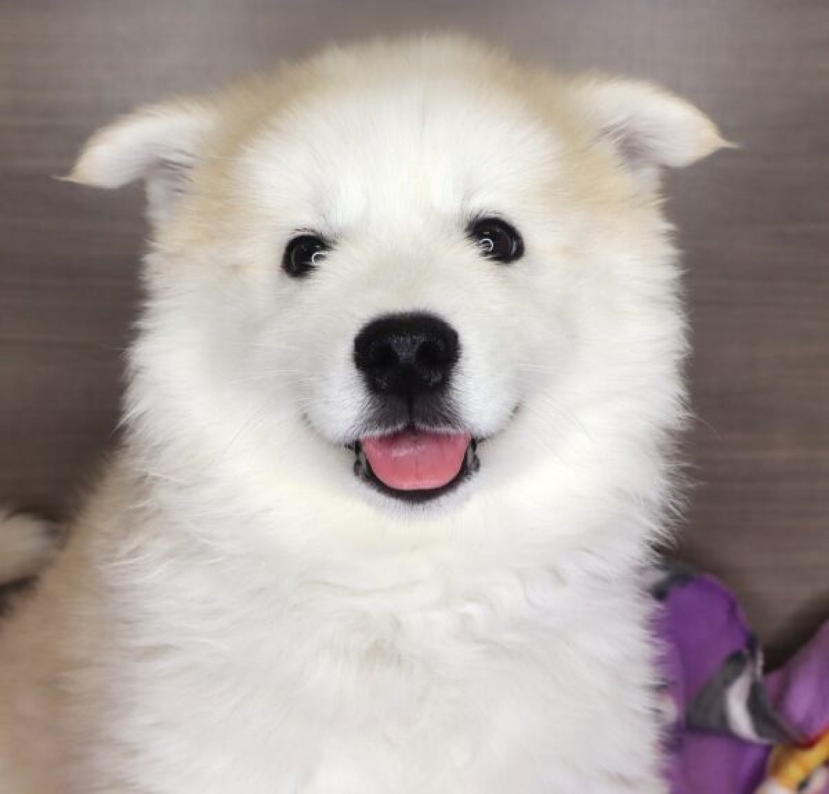 Lost & Found Pets Test 2137 - image 3