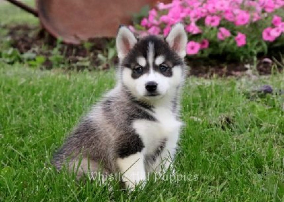 Lost & Found Pets Test 2137 - image 1