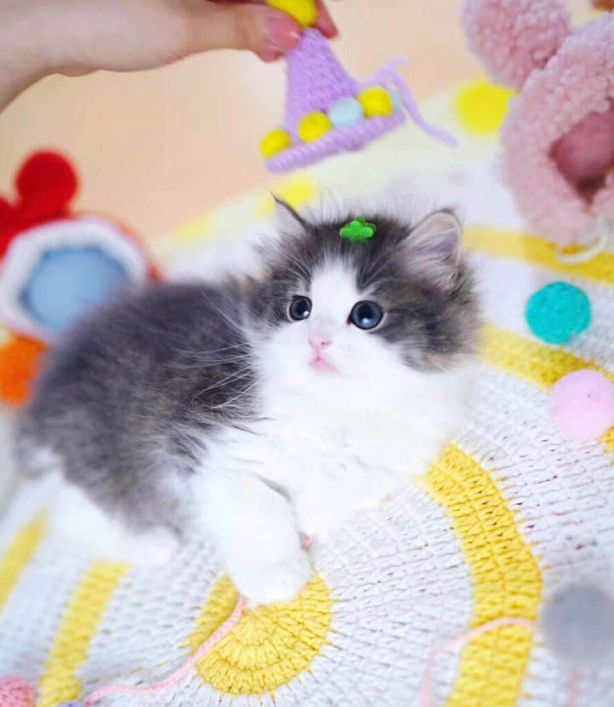 Pet Accessories Test 2135 - image 5