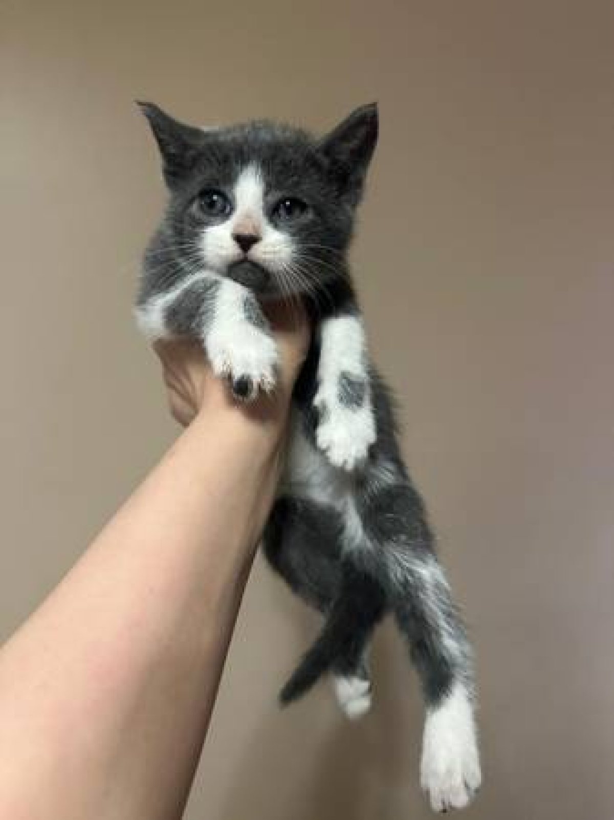 Pets for Free Adoption Test 756 - image 3